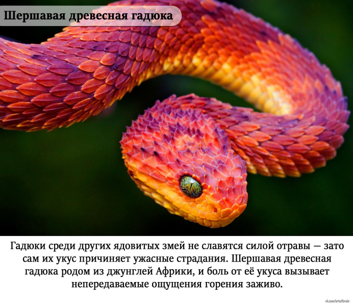 Краснобрюхий полоз