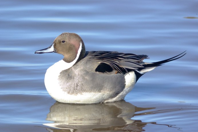 Anas bahamensis