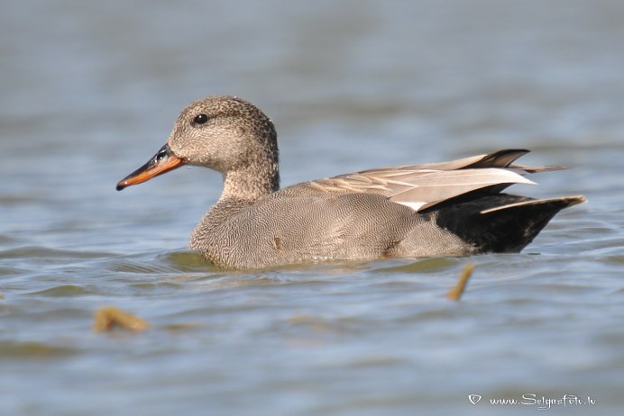 Pintail Avenue