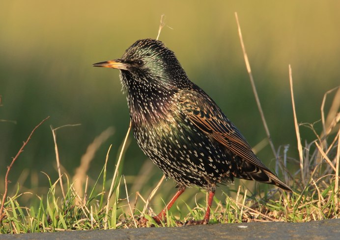 Дрозд Науманна (turdus naumanni)
