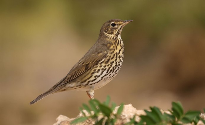 Дрозд - Thrush