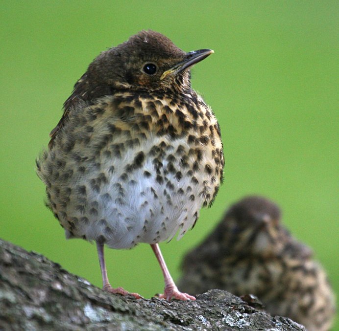 Дрозд рябинник Fieldfare turdus pilaris