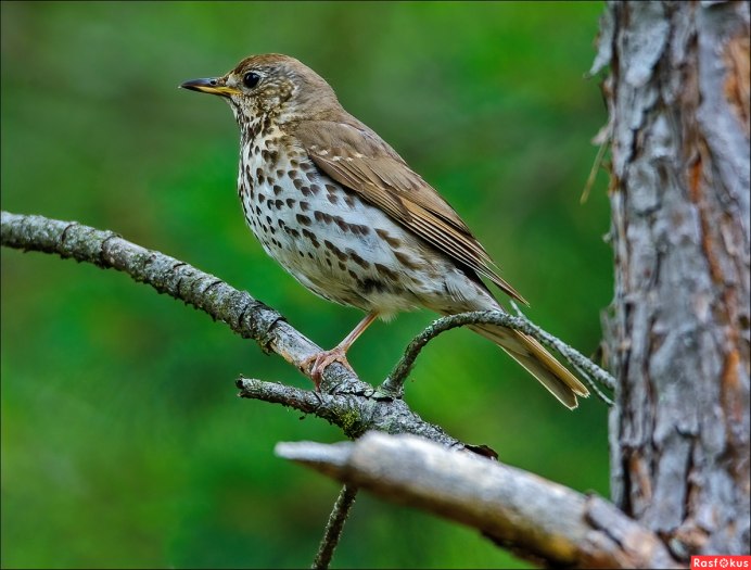 Дрозд - Thrush