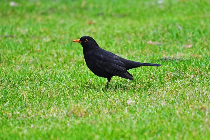 The Darkling Thrush
