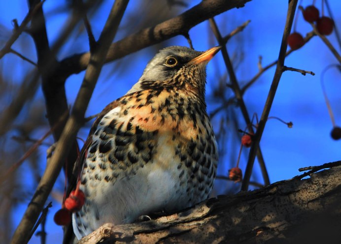 Дрозд-рябинник (turdus pilaris)