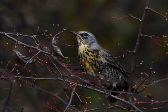 Рябинник (turdus pilaris