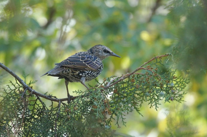 Дрозд рябинник Fieldfare turdus pilaris