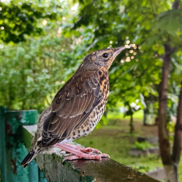 Дрозд рябинник Fieldfare turdus pilaris