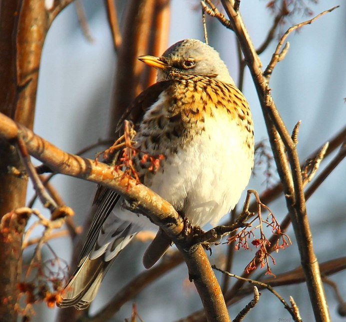 Рябинник (turdus pilaris