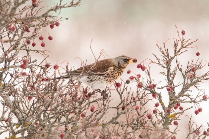 Дрозд рябинник Fieldfare turdus pilaris