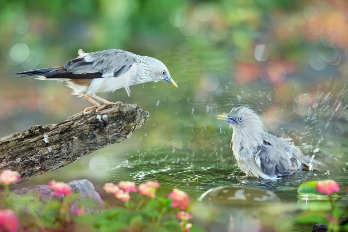 Природа вода птицы