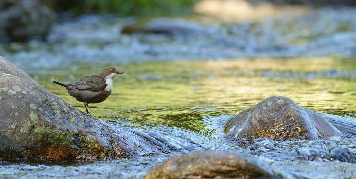 Птицы около воды