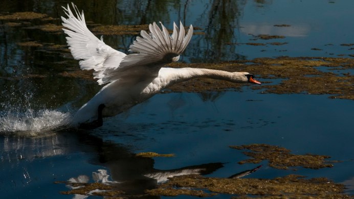 Лебедь взлетает с воды