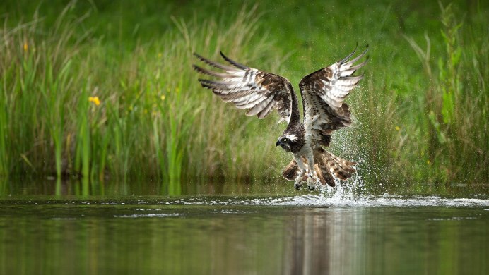 Птицы взлетают с воды