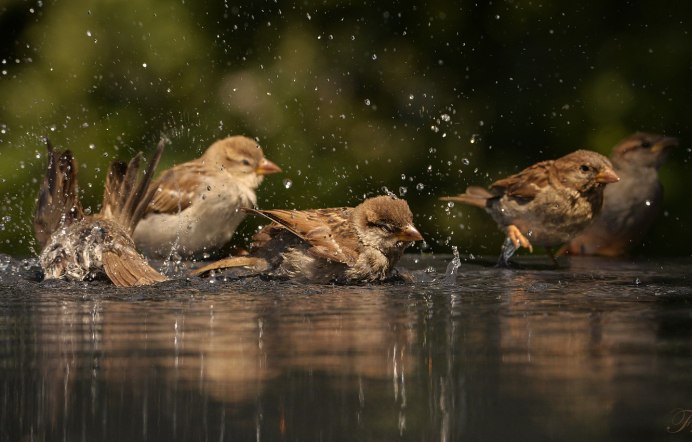 Птица купается в воде
