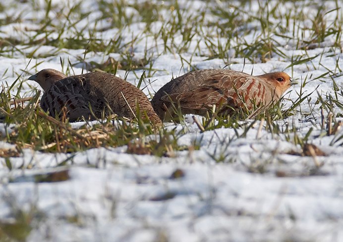 Серая куропатка (Perdix Perdix)