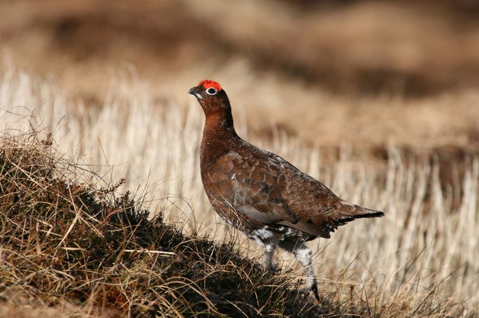 Бородатая куропатка (Perdix dauurica)
