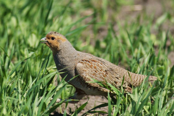 Серая куропатка (Perdix Perdix)