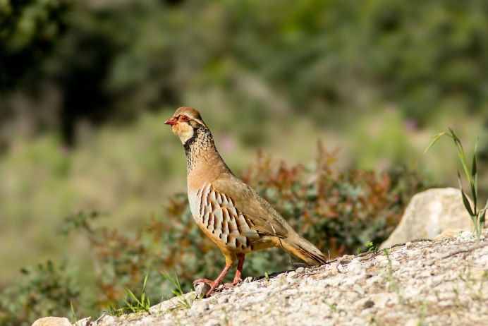 Серая куропатка (Perdix Perdix)