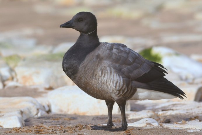 Белощёкая казарка Branta leucopsis