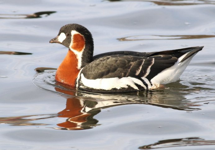 Черная казарка Branta bernicla