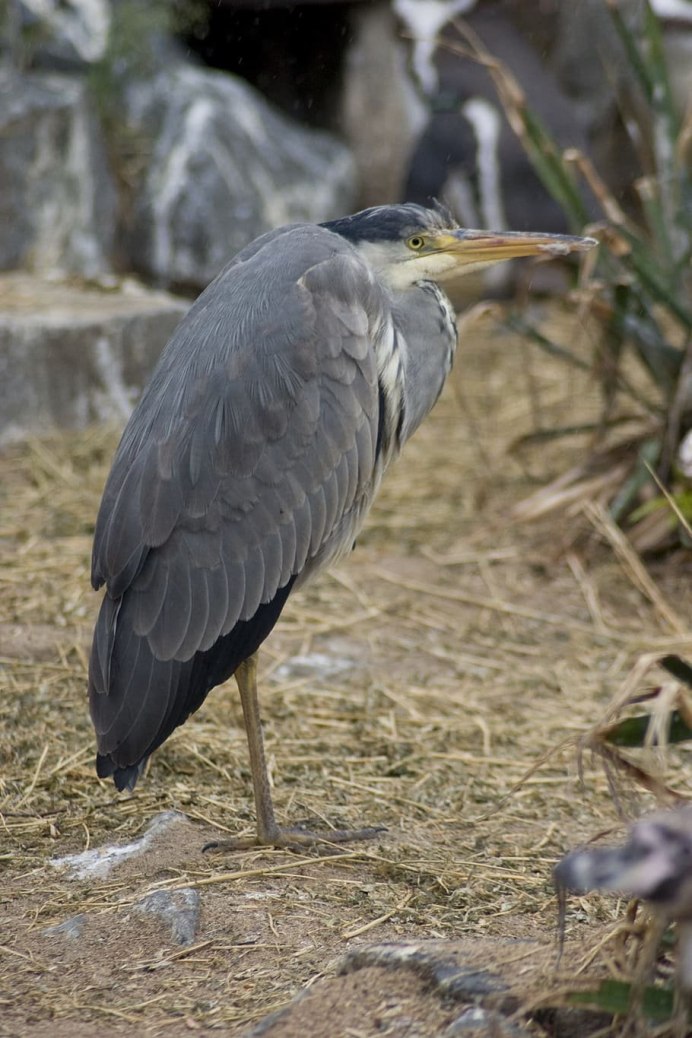 Чапура цапля