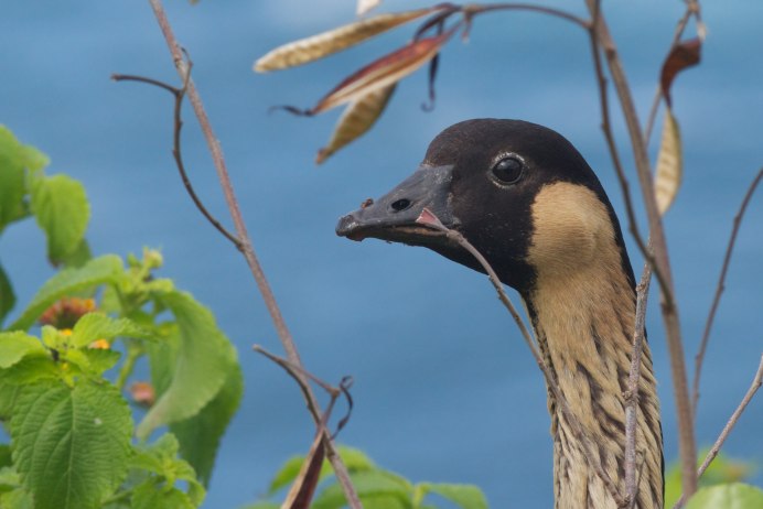 Серая цапля