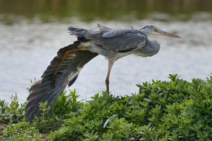 Серая цапля