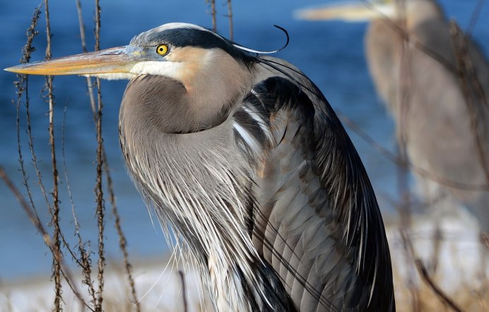 Серая цапля