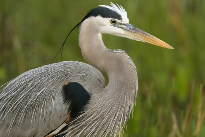 Ardea herodias