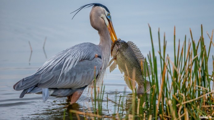 Птица приземляется на ветку