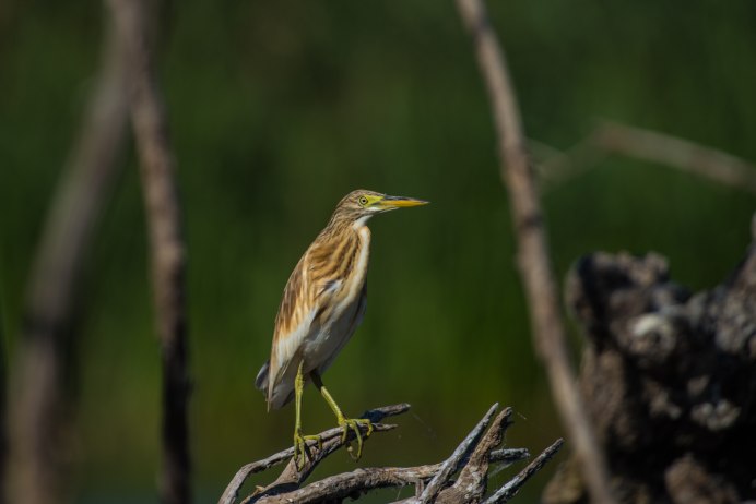 Цапля Херон