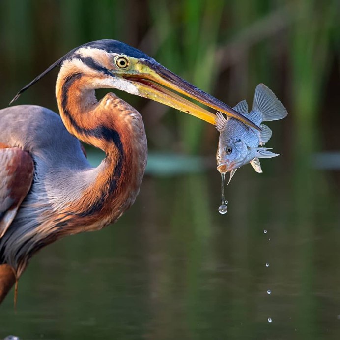 Серая цапля питается