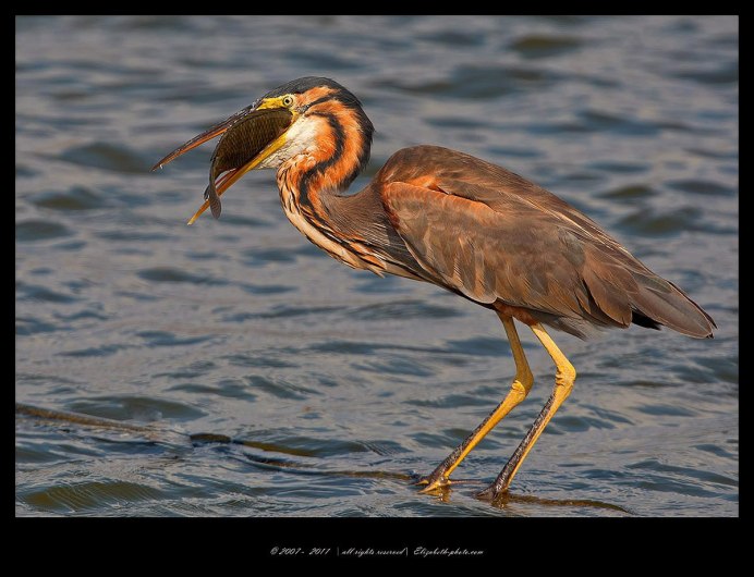 Рыжая цапля красная книга Воронежской области