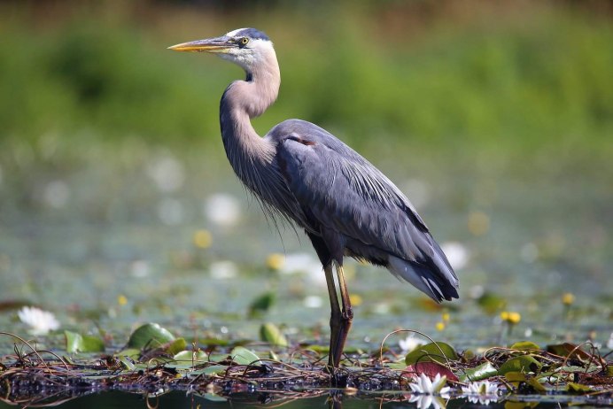 Цапля птица полет