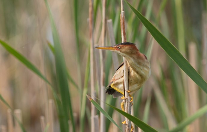 Хохлатая цапля