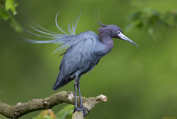 Ширококлювая цапля