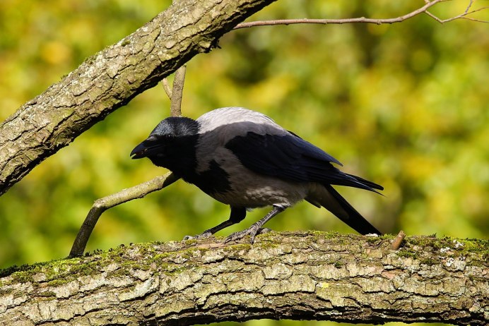 Цапля Уральская