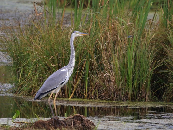 Цапля Марабу