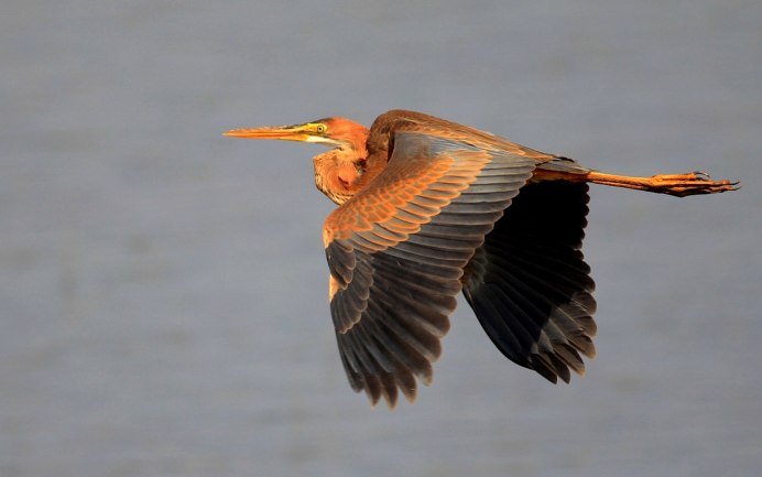 Great Blue Heron птица