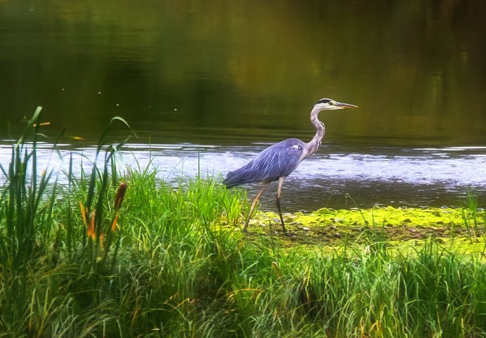 Цапля серая Болотная