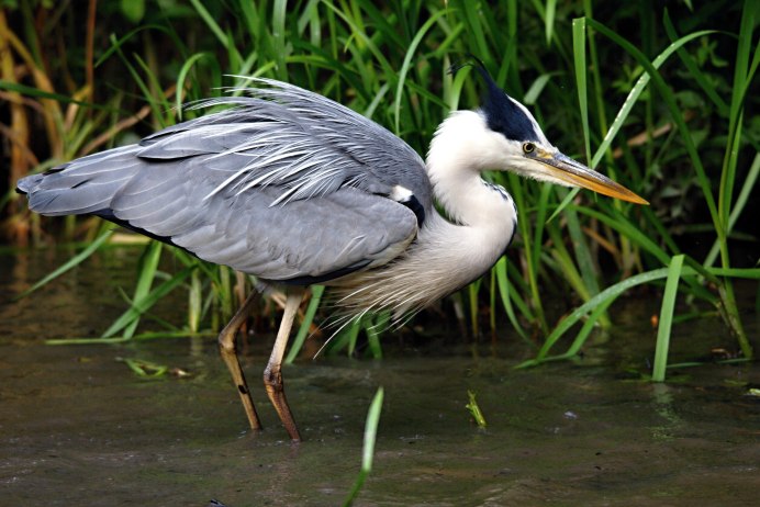 Чапура цапля