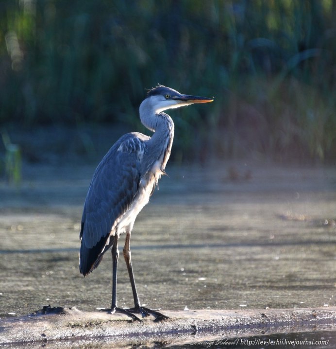 Цапля серая Болотная