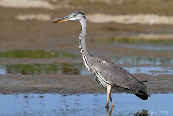 Серая цапля на болоте