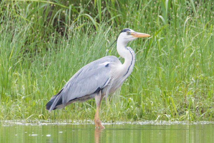 Цапля Байкальская