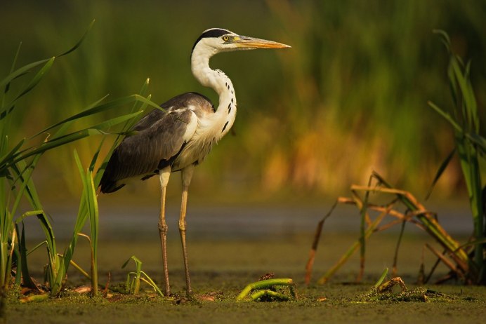 Серая цапля и серый журавль