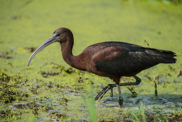 Цапля Вурдеманна