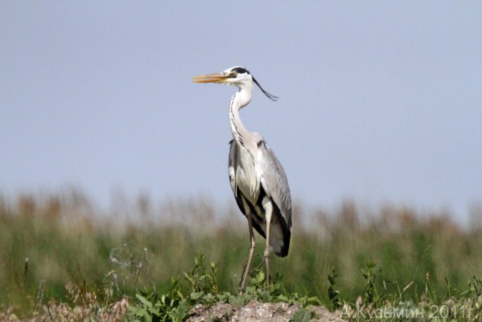 Серая цапля Нижегородская область