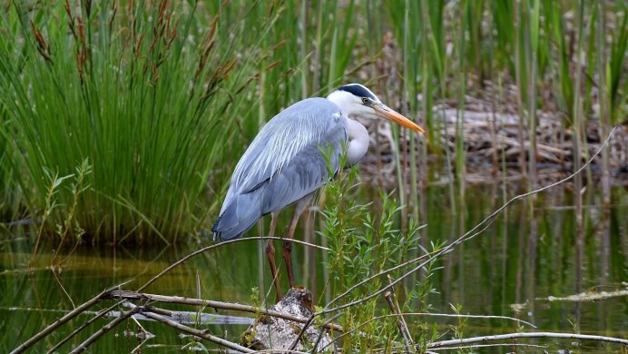 Серая цапля птенец