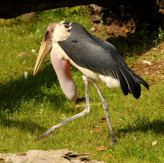 Птица Ardea cinerea